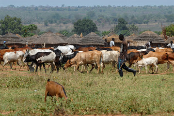 Feldarbeit bei Kitgum  Uganda