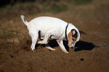 Goerlsdorf  Deutschland  Hund graebt im Sand