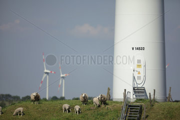 Husum  Deutschland  Windraeder und Schafe auf einer Weide