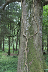 Handewitt  Deutschland  Baumstamm mit Kletterpflanze