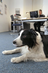 Handewitt  Deutschland  in vielen Betrieben ist es erlaubt  den Hund mit ins Buero zu bringen