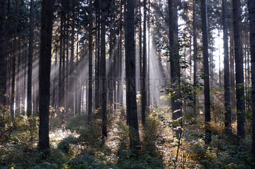 Morgenstimmung im Schwarzwald