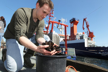 Kiel  Deutschland  ein Mitarbeiter des IFM-Geomar holt aus dem Kieler Hafen Miesmuscheln