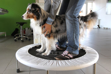 Wees  Deutschland  ein Australian Shepherd Hund auf einem therapeutischen Trampolin in der Physiotherapie-Praxis Tierisch fit