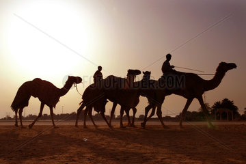 Kamele und Reiter im Gegenlicht in der Wueste von Dubai