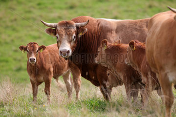 Schierensee  Deutschland  Limousin-Rinder