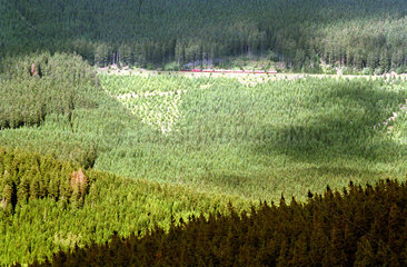 Wald am Wurmberg im Harz