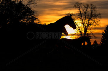 Hamm  Deutschland  Pferde im Sonnenuntergang