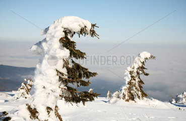 Szklarska Poreba  Polen  windschiefe und verschneite Tannen am Berg Szrenica