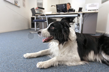 Handewitt  Deutschland  in vielen Betrieben ist es erlaubt  den Hund mit ins Buero zu bringen