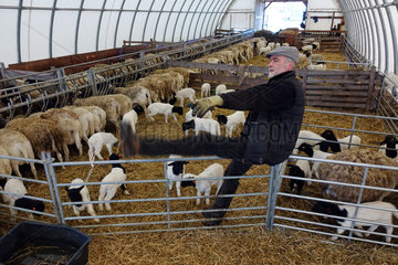 Neu Kaetwin  Deutschland  Dorperschafe und Landwirt im Winter in einem Stallzelt