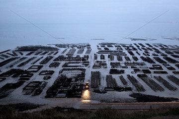 Cancale Oyster Beds