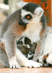 China: Lemuren im Zoo von Suzhou