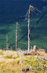 Waldsterben auf dem Wurmberg im Harz