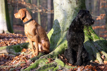 Berlin  Deutschland  Magyar Vizsla (links) und Riesenschnauzer sitzen abgewandt voneinander im Wald an einem Baum