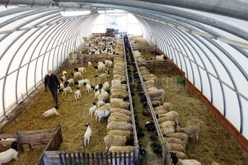 Neu Kaetwin  Deutschland  Dorperschafe und Landwirt im Winter in einem Stallzelt