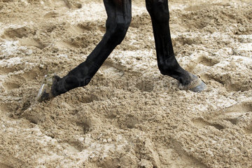 Dresden  Pferdebeine laufen durch tiefen Sand
