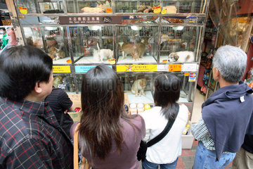 Hong Kong  Menschen vor einer Zoohandlung mit Hunden im Schaufenster