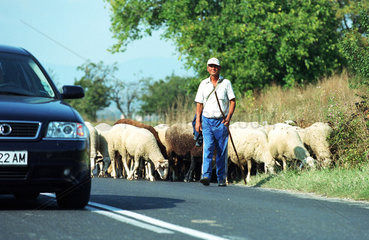Schaefer geht mit seiner Schafherde eine Landstrasse entlang  Bulgarien