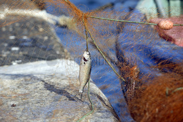 Nessebar  Fisch im Netz