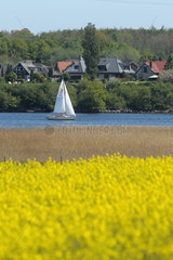 Kappeln  Deutschland  ein Segelboot segelt bei Kappeln an bluehenden Rapsfeldern vorbei durch die Schlei