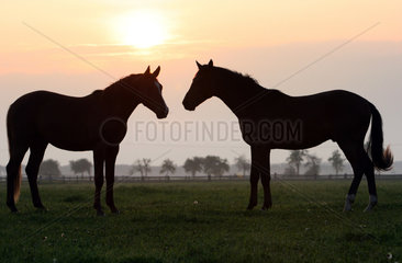 Graditz  Deutschland  Pferde bei Sonnenaufgang auf der Weide