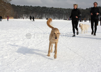 Berlin  Deutschland  Jogger mit Hunden auf dem zugefrorenen Schlachtensee