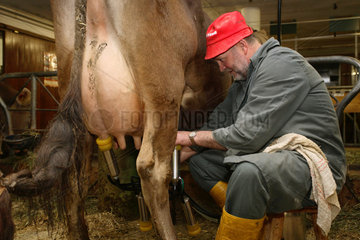 Tirol  ein Bauer setzt eine Melkmaschine an das Euter einer Kuh im Stall