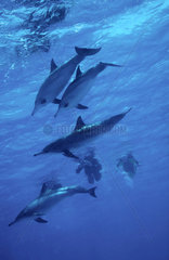 Rotes Meer  Aegypten  Spinner-Delphine bei Sataya Kebir