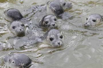 Friedrichskoog  Deutschland  junge Seehunde schwimmen in einem Becken