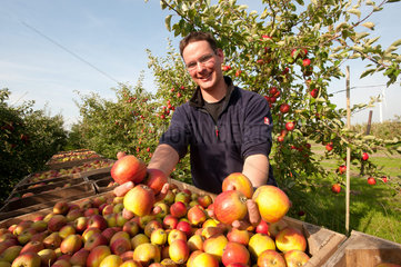 Krempdorf  Deutschland  Apfelernte auf dem Obsthof Harms in der Krempermarsch