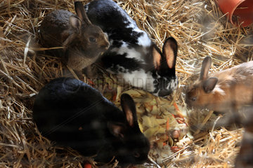 Struxdorf  Deutschland  Kaninchen in einem Stall