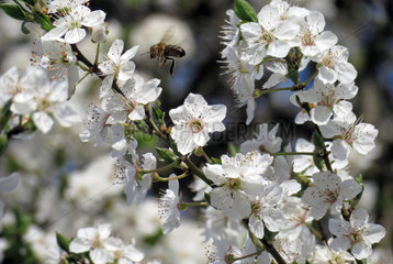 Berlin  Deutschland  Biene und Kirschblueten