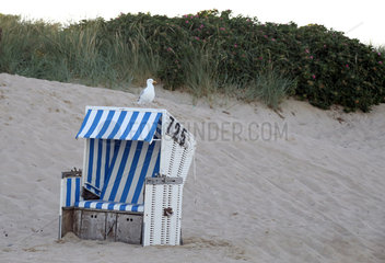 Sylt  Deutschland  Silbermoewe sitzt auf einem Strandkorb