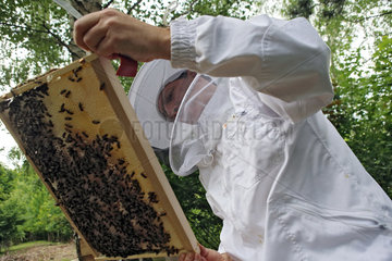Berlin  Deutschland  Imker kontrolliert eine Honigwabe