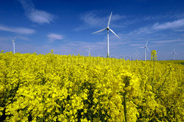 Duerrweitzschen  Deutschland  Windenergieanlagen stehen bei Duerrwietzschen umrahmt von bluehenden Rapsfeldern