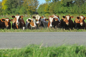 Holtsee  Deutschland  Rinder auf einer Weide an einer Landstrasse