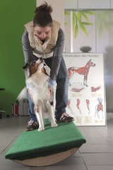 Wees  Deutschland  Tier-Physiotherapeutin Bianca Krumm trainiert mit einem Hund auf einem Schaukelbrett