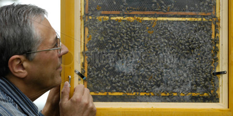Niederfrohna  Deutschland  ein Imker betrachtet Honigwaben