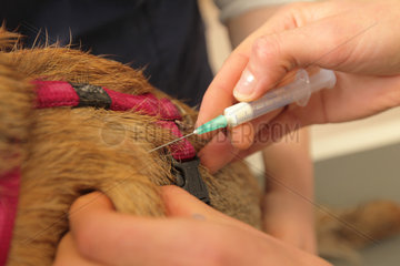 Flensburg  Deutschland  ein Border Terrier bekommt beim Tierarzt ein Antibiotikum gespritzt