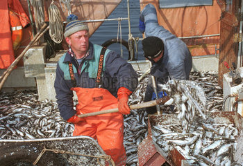 Fischer loeschen Hering im Hafen von Thiessow  Ruegen