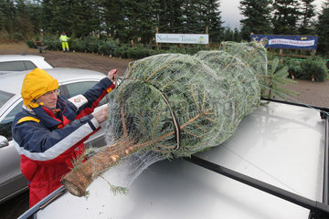 Handewitt  Deutschland  ein Mann bindet einen Weihnachtsbaum auf seinem Autodach fest