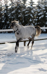 Graditz  Deutschland  weisses Pferd galoppiert im Winter durch den Schnee