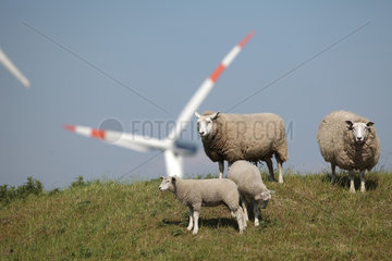 Husum  Deutschland  Schafe auf einer Weide  im Hintergrund ein Windrad