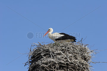 Brandenburg an der Havel  Storch im Nest