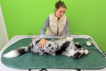 Wees  Deutschland  ein Australian Shepherd Hund bei der Magnetfeldtherapie in der Physiotherapie-Praxis Tierisch fit