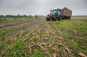 Rendsburg  Deutschland  Landwirt bei der Maisernte
