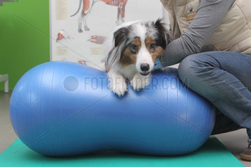 Wees  Deutschland  ein Australian Shepherd Hund trainiert mit einem Ball in der Physiotherapie-Praxis Tierisch fit