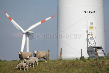 Husum  Deutschland  Schafe auf einer Weide  im Hintergrund ein Windrad