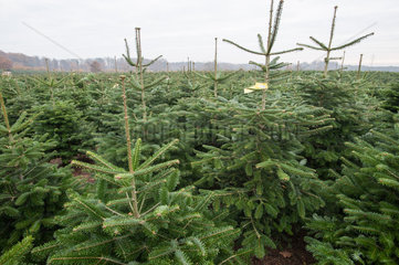Altenkrempe  Deutschland  Weihnachtsbaumproduktion auf Gut Sierhagen bei Neustadt/Ostsee